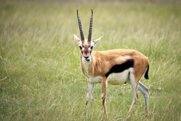 Les gazelle 