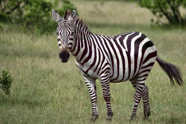 zebre 